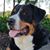 Joy N. Svoboda's profile image