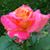 Barbara Blevens Isaacs's profile image