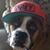 Eddie Luzuriaga's profile image