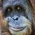 Christopher Carlton's profile image