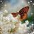 Lesley Maxwell's profile image