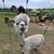 Melissa Brown Tolson's profile image