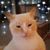 Diane Gekoski Berna's profile image