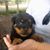 Mark Dearmin's profile image
