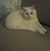 Brianna Keelin's profile image