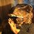 Pam Trassare's profile image