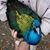 Ginger Kathleen Coombs's profile image