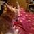 Robert Dewing's profile image