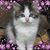 Katharine Flanders's profile image