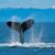 Laura Montagu's profile image
