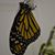 Teresa Kells Schwenk's profile image