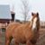 Susan Judd's profile image