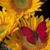 Sue Johncox's profile image
