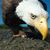 Gregg Anderson's profile image