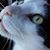 Sharon Millay's profile image