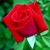 Shahbaz Sanmal's profile image