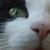 Burzio Danilo's profile image