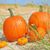 Lea Ann Stuckey's profile image