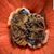 Tammi Spiropoulos's profile image