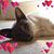Susan Hickey's profile image