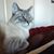 Leandra Johnson Nelson's profile image