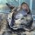 Zen Whisk's profile image