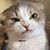 Colleen Cavanaugh Kelley's profile image