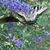 Birdie Cutair's profile image
