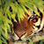 Lisa D Baumgartner's profile image
