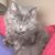 Cari Deacon-Webb's profile image