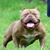 Bryan Bostic's profile image