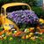 PJ Autocare's profile image