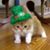 Pam Corcoran DeDona's profile image