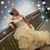 Sonia Segovia-Merlos's profile image
