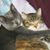 Karen Alcobia's profile image