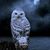 Melissa Finck's profile image