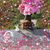 Carrie Burkholder's profile image