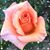 Rosa Wang's profile image