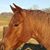 Diann Hooper Clements's profile image