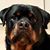 Matt Martone's profile image
