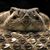 Jose Luis Vallejo Gamero's profile image