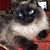 Cat Ginger's profile image