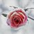 Dharmesh Shah's profile image