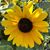 Janice Gebhardt-Small's profile image