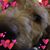 Terry Seppola's profile image