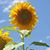 Kimberly Pittman Eades's profile image