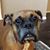 David Schoen's profile image