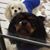 Nicholas Sangil Ruffo's profile image