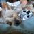 Patti Wallace's profile image