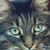 Judy Stitt-Glose's profile image